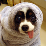 pic of wrapped dog