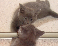 kitty