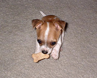 puppy