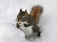 squirrel